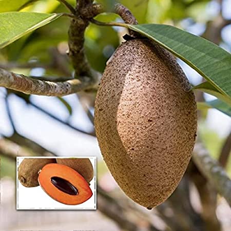 Thai Long Sapota Plant | Sweet Chiku | Premium High-Yield Variety