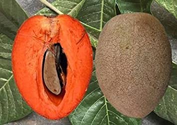 Thai Long Sapota Plant | Sweet Chiku | Premium High-Yield Variety — photo 2