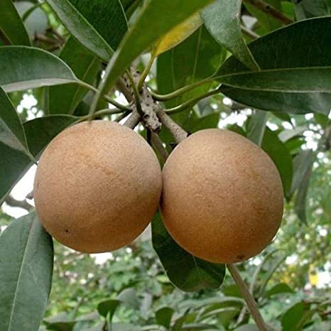 California Sapota Plant | Sweet Chikoo | Premium Exotic Variety