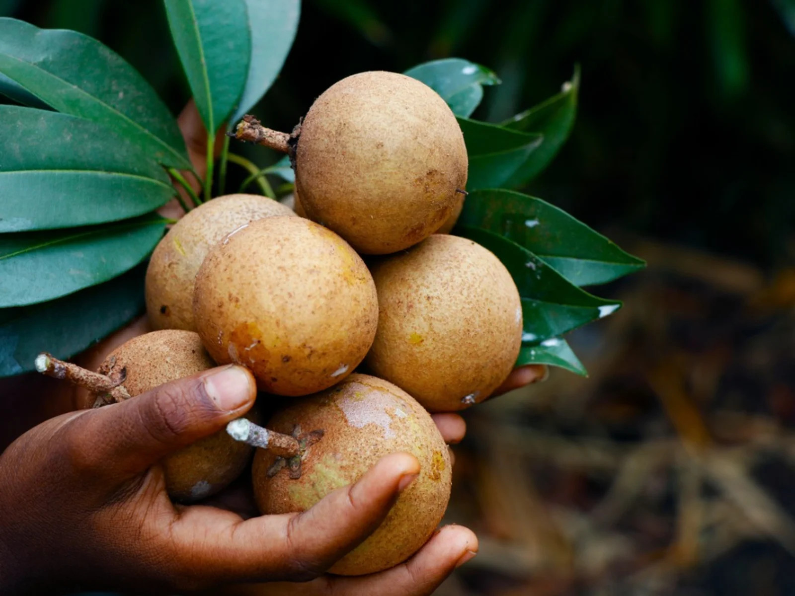 California Sapota Plant | Sweet Chikoo | Premium Exotic Variety — photo 2