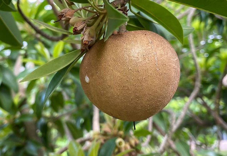 California Sapota Plant | Sweet Chikoo | Premium Exotic Variety — photo 3