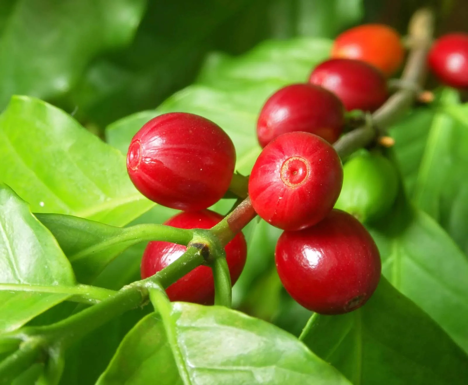 Coffee Fruit Plant | Premium Coffee Bean Tree | Exotic Tropical Variety