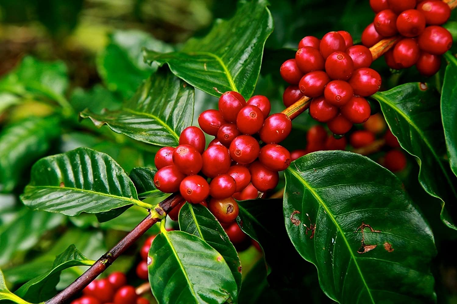 Coffee Fruit Plant | Premium Coffee Bean Tree | Exotic Tropical Variety — photo 2