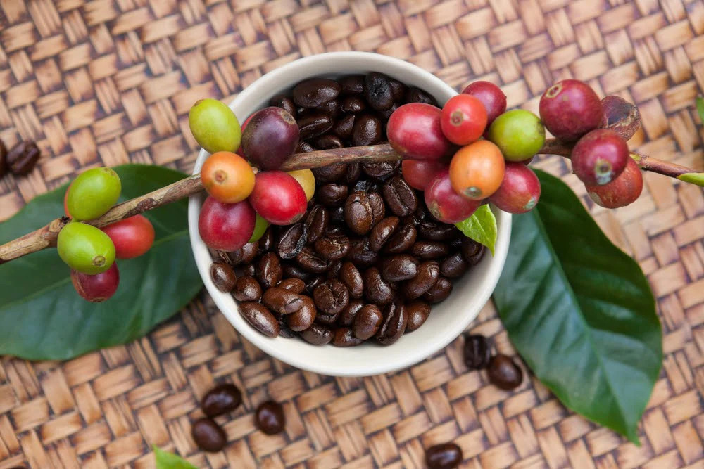 Coffee Fruit Plant | Premium Coffee Bean Tree | Exotic Tropical Variety — photo 3