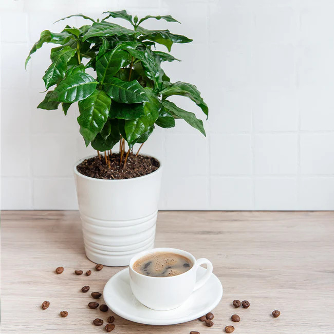 Coffee Fruit Plant | Premium Coffee Bean Tree | Exotic Tropical Variety — photo 4