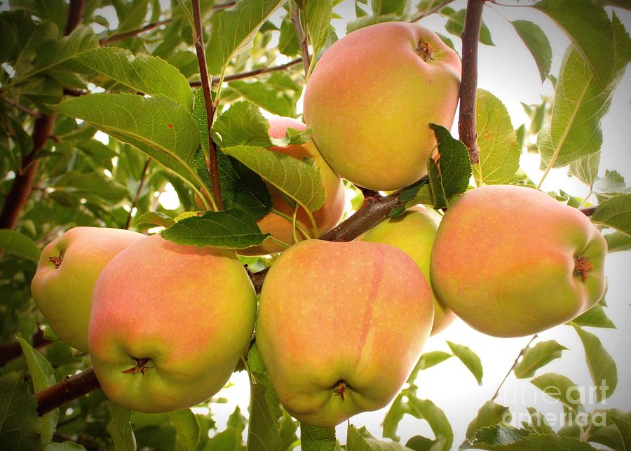 Apple Gold Grafted Plant | Sweet Golden Apple | Premium Early-Fruiting Variety