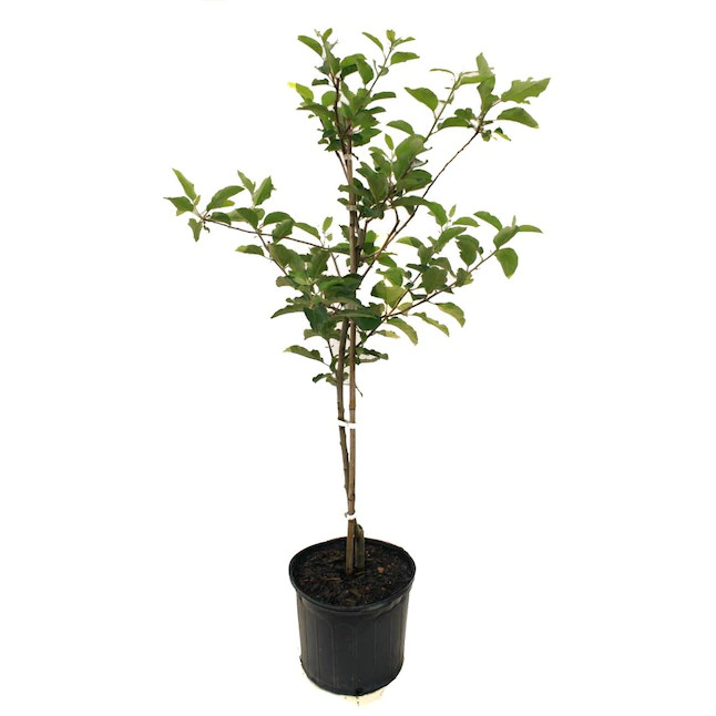 Apple Gold Grafted Plant | Sweet Golden Apple | Premium Early-Fruiting Variety — photo 2
