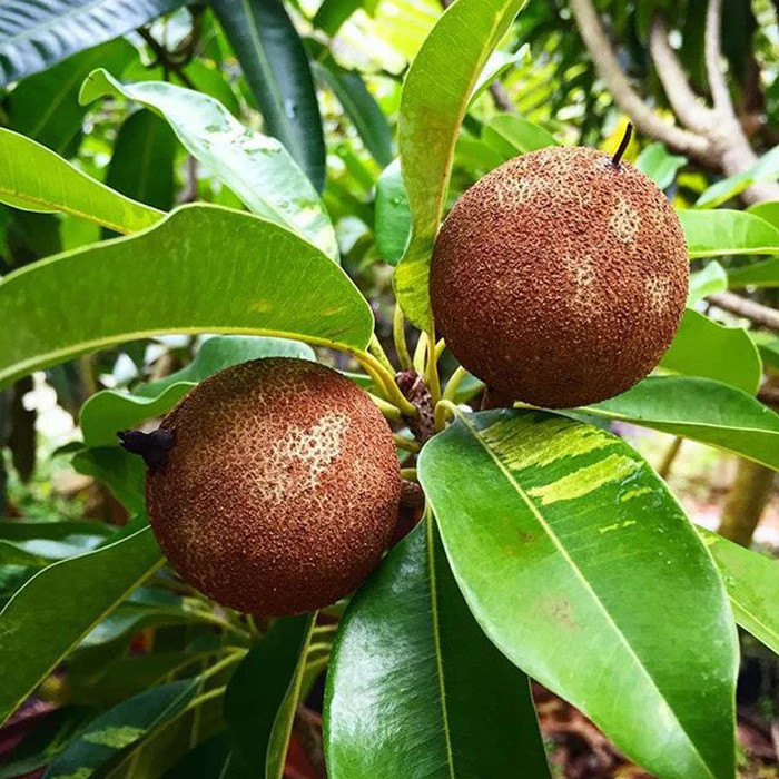 Variegated Chikoo Plant | Sweet Sapota | Premium Dual-Color Variety