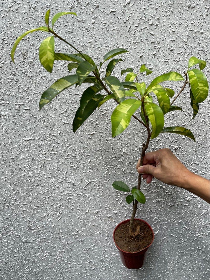 Variegated Chikoo Plant | Sweet Sapota | Premium Dual-Color Variety — photo 2