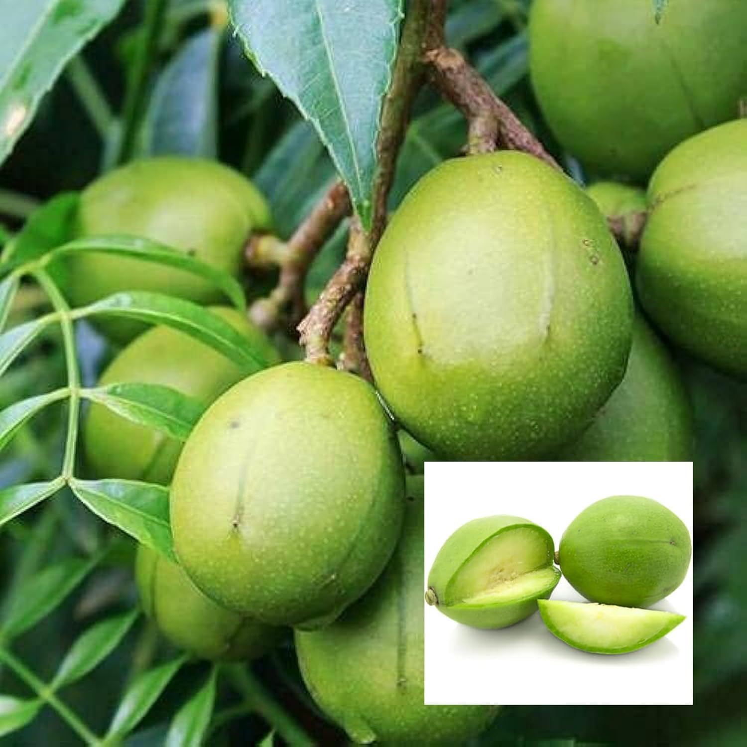 Hog Plum (Amra) Plant | Tangy Green Fruit | Premium Tropical Variety