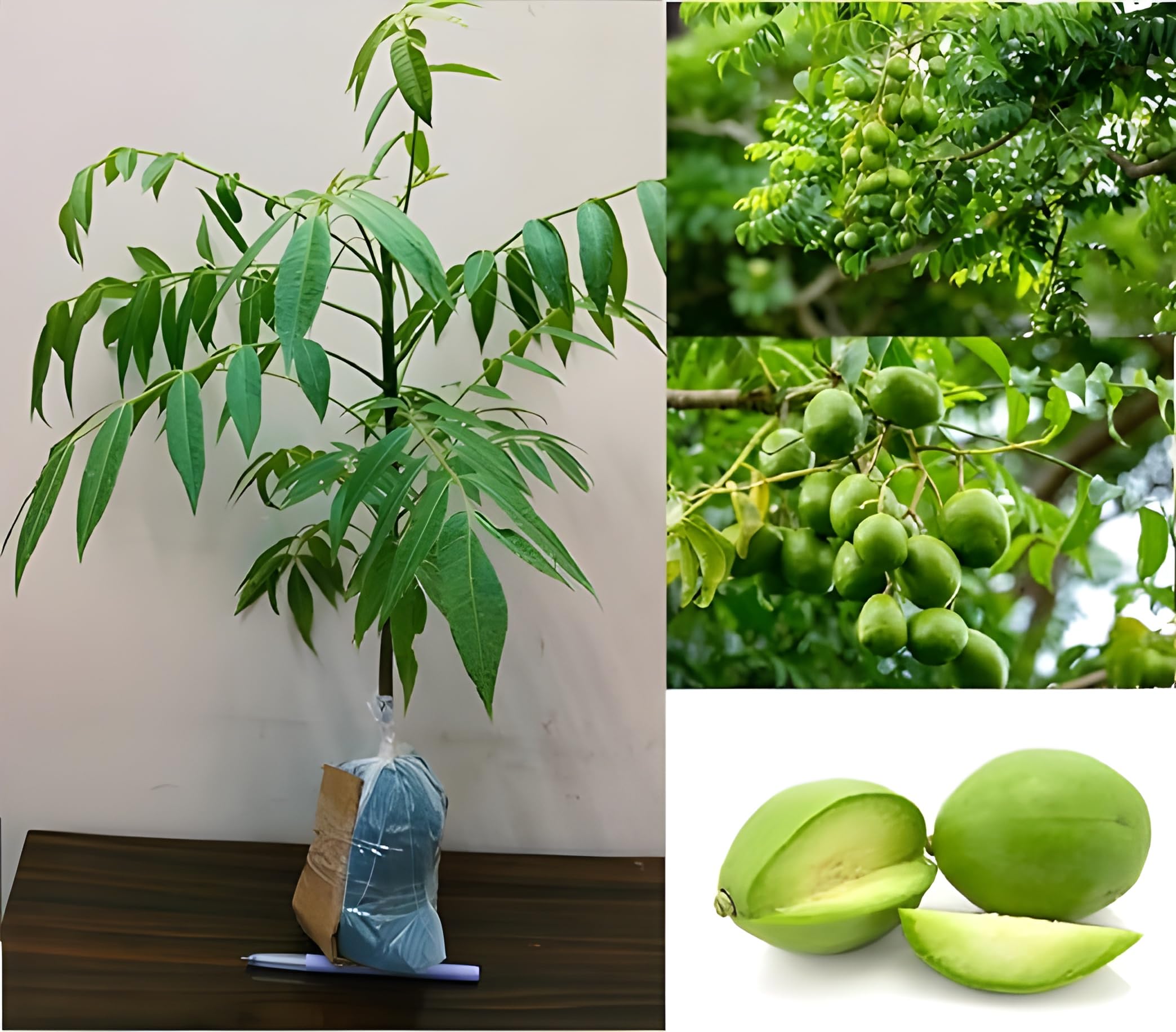 Hog Plum (Amra) Plant | Tangy Green Fruit | Premium Tropical Variety — photo 2