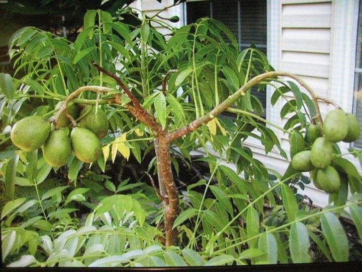 Hog Plum (Amra) Plant | Tangy Green Fruit | Premium Tropical Variety — photo 3