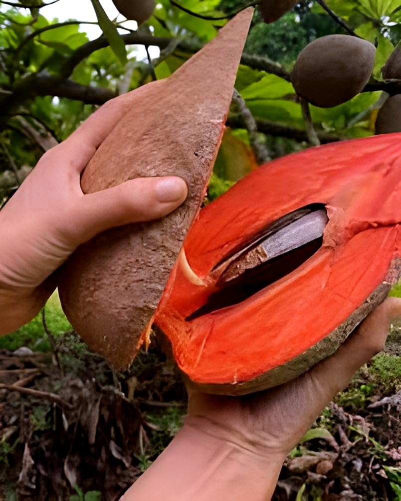Mammi Safeda Fruit Plant | Sweet Orange Flesh | Premium Tropical Variety — photo 2