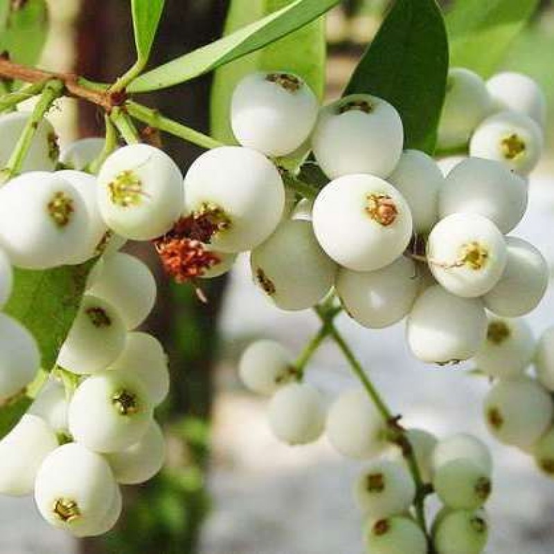 Catseye Berry Plant | Sweet-Tangy Black Fruit | Premium Exotic Variety
