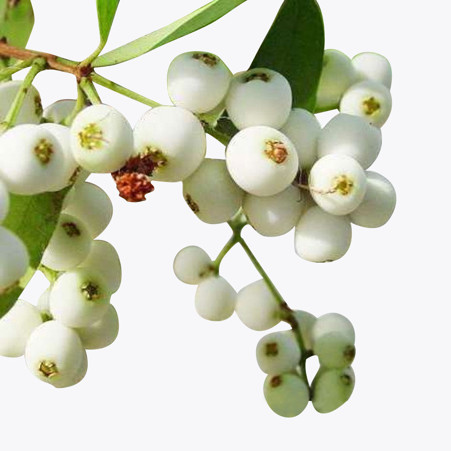 Catseye Berry Plant | Sweet-Tangy Black Fruit | Premium Exotic Variety — photo 2