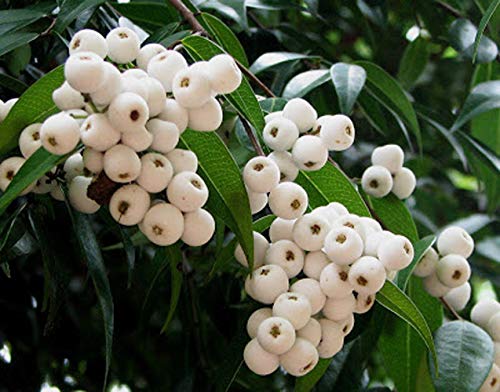 Catseye Berry Plant | Sweet-Tangy Black Fruit | Premium Exotic Variety — photo 3