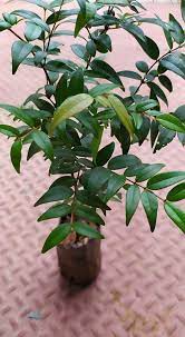 Catseye Berry Plant | Sweet-Tangy Black Fruit | Premium Exotic Variety — photo 4