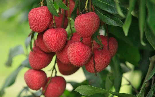 Bombay Litchi Plant | Sweet Juicy Lychee | Premium High-Yield Variety