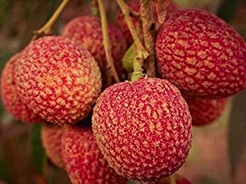 Muzaffarpur Shahi Litchi Plant | Sweet Juicy Lychee | Premium Famous Variety