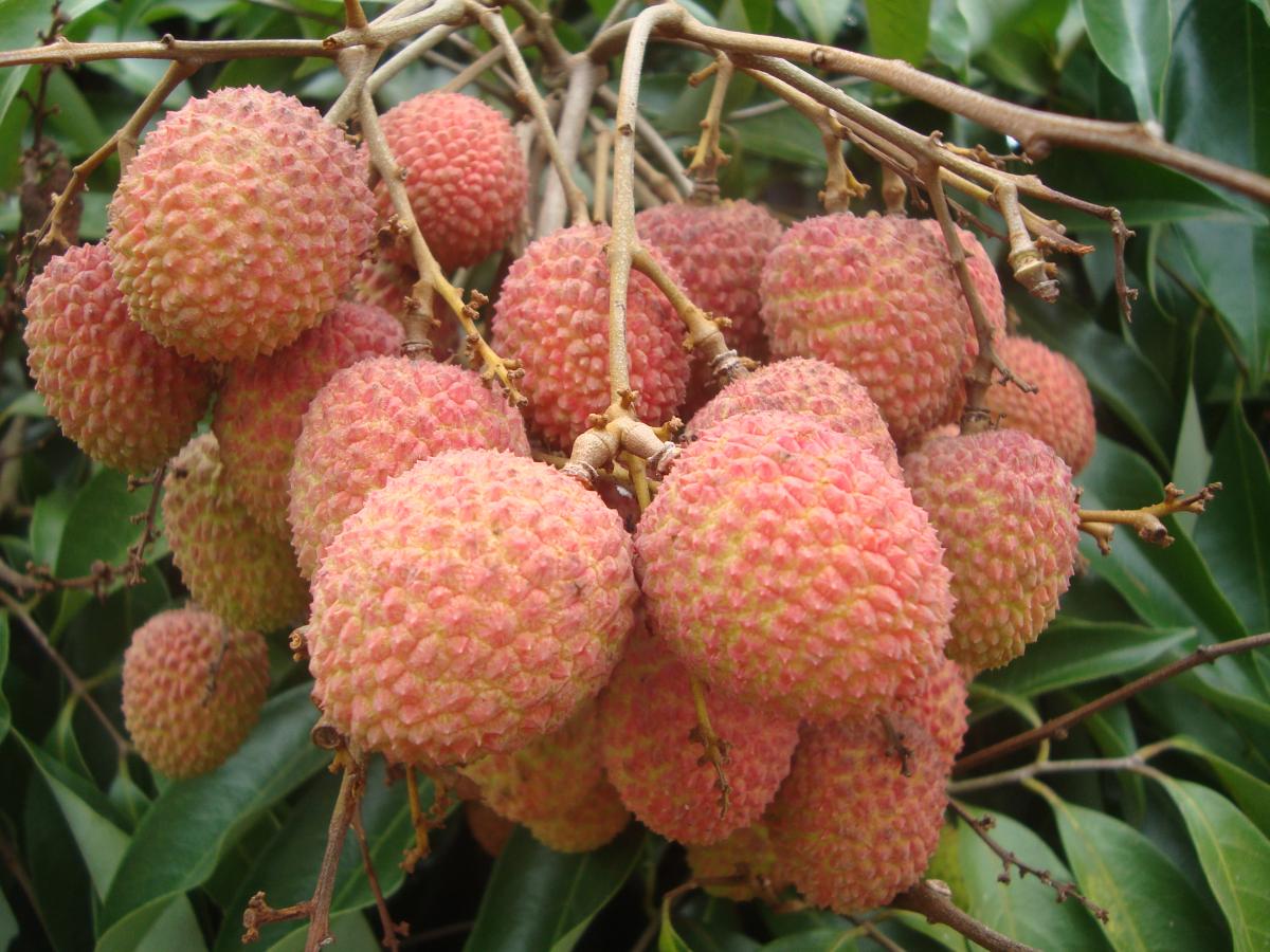 Muzaffarpur Shahi Litchi Plant | Sweet Juicy Lychee | Premium Famous Variety — photo 2