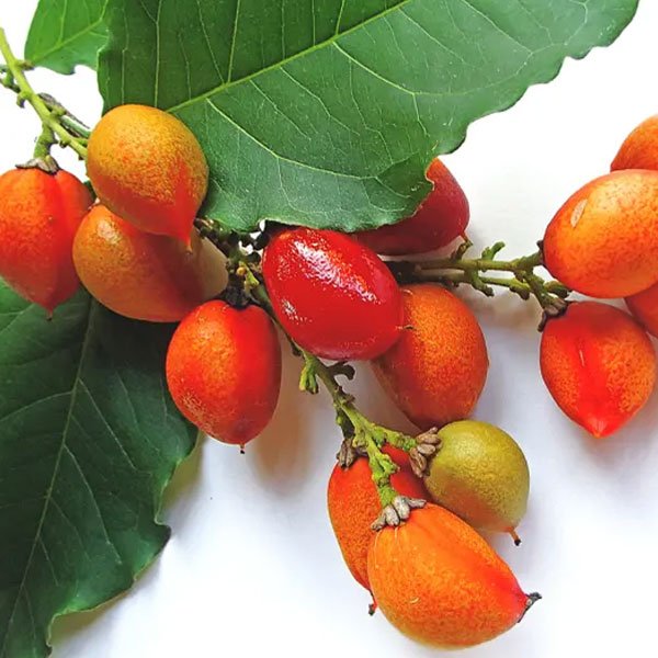 Piner Butter Fruit Plant | Sweet Creamy Fruit | Premium Exotic Variety