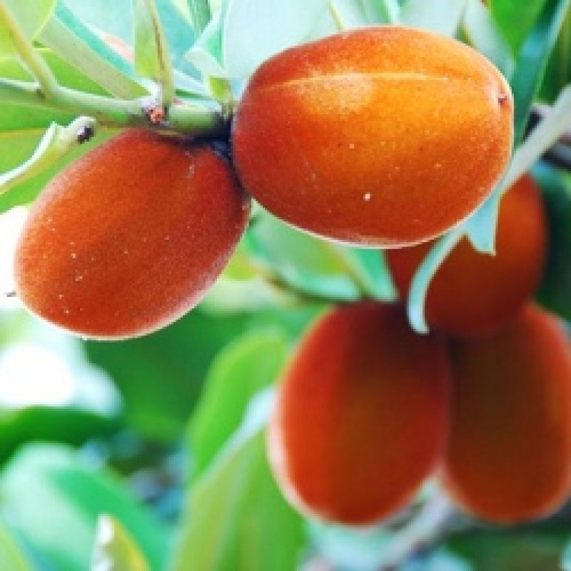 Piner Butter Fruit Plant | Sweet Creamy Fruit | Premium Exotic Variety — photo 2