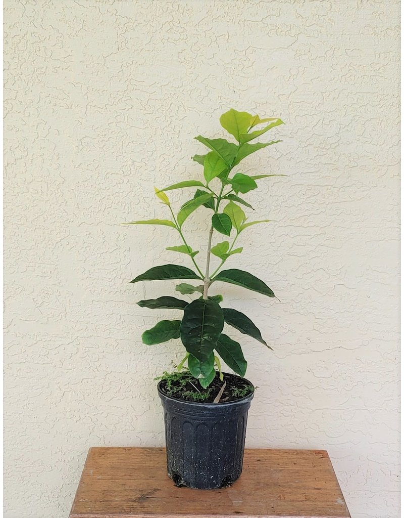 Piner Butter Fruit Plant | Sweet Creamy Fruit | Premium Exotic Variety — photo 3