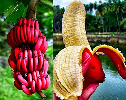 Red Banana Tissue Culture Plant | Sweet Red Banana | Premium High-Yield Variety