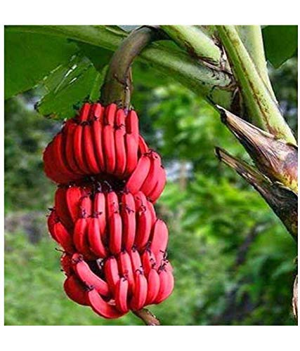 Red Banana Tissue Culture Plant | Sweet Red Banana | Premium High-Yield Variety — photo 2