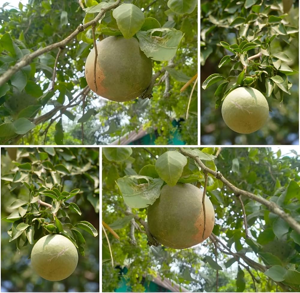 Hybrid Seedless Bael Plant | Sweet Soft Beal | All-Time Fruiting Variety