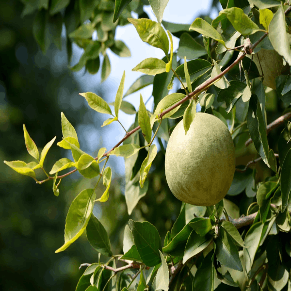Hybrid Seedless Bael Plant | Sweet Soft Beal | All-Time Fruiting Variety — photo 2