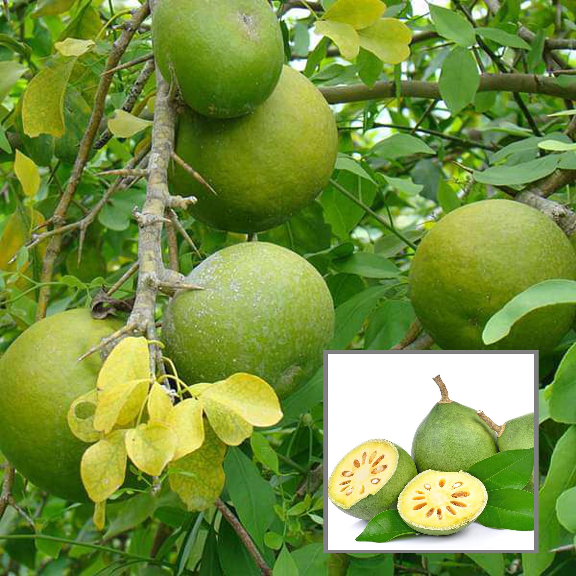 Hybrid Seedless Bael Plant | Sweet Soft Beal | All-Time Fruiting Variety — photo 3
