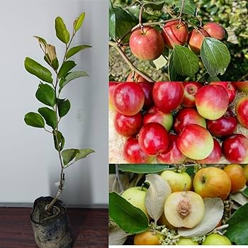 Kashmiri Apple Ber Grafted Plant | Sweet Crispy Ber | All-Time Fruiting Variety — photo 2