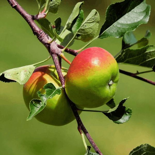 Anna Apple Grafted Plant | Sweet Crisp Apple | Early Fruiting Low-Chill Variety