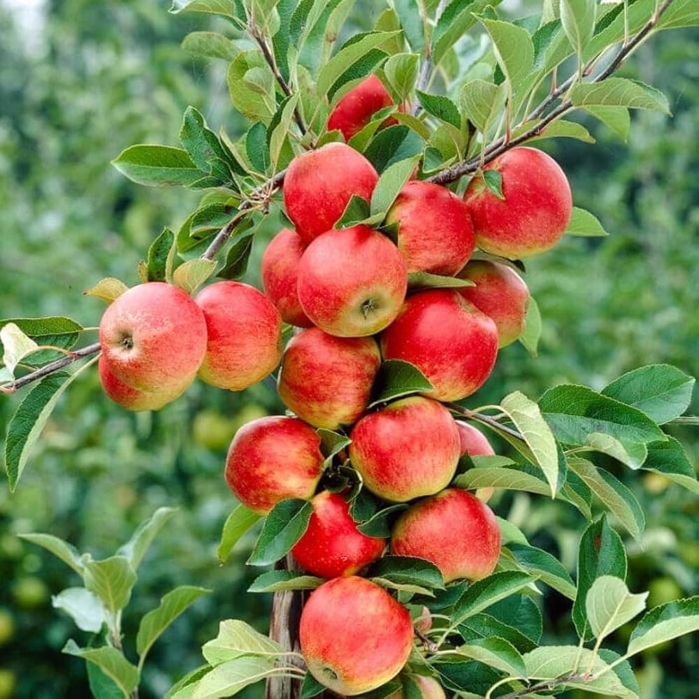 Anna Apple Grafted Plant | Sweet Crisp Apple | Early Fruiting Low-Chill Variety — photo 2