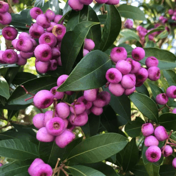 Australian Lilly Pilly Berry Plant | Sweet-Tangy Berries | Premium Exotic Shrub