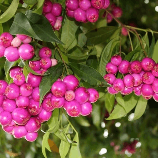 Australian Lilly Pilly Berry Plant | Sweet-Tangy Berries | Premium Exotic Shrub — photo 2