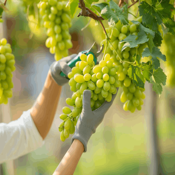 Thai Seedless Green Grapes Plant | Sweet Crisp Grapes | Premium Hybrid Variety