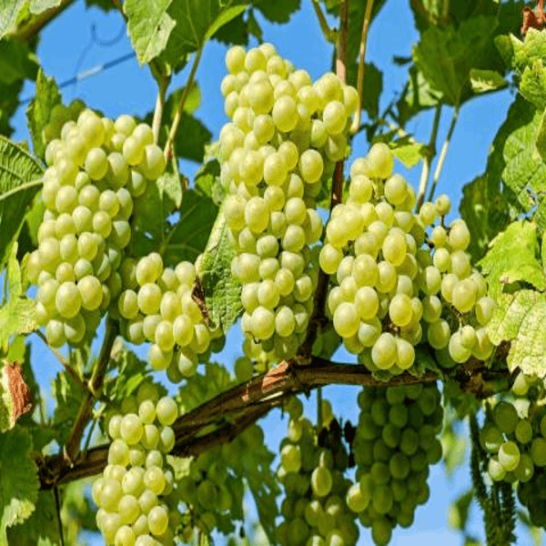 Thai Seedless Green Grapes Plant | Sweet Crisp Grapes | Premium Hybrid Variety — photo 2