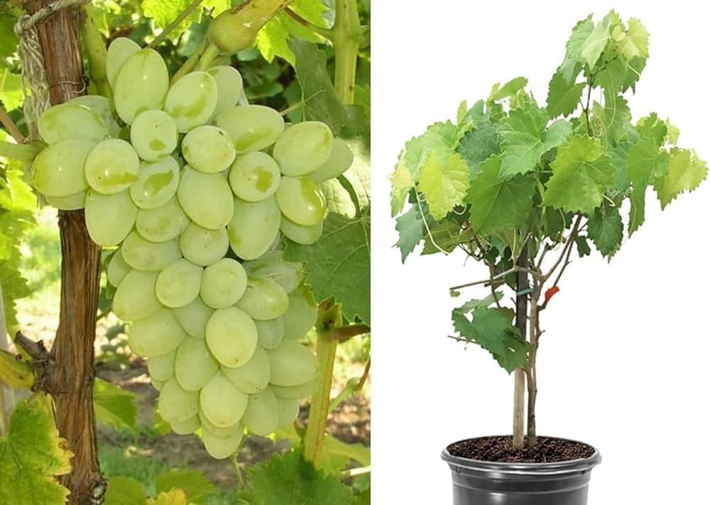Thai Seedless Green Grapes Plant | Sweet Crisp Grapes | Premium Hybrid Variety — photo 3