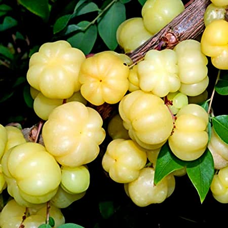 Hybrid Star Gooseberry Plant | Tangy Juicy Fruit | Premium High-Yield Variety