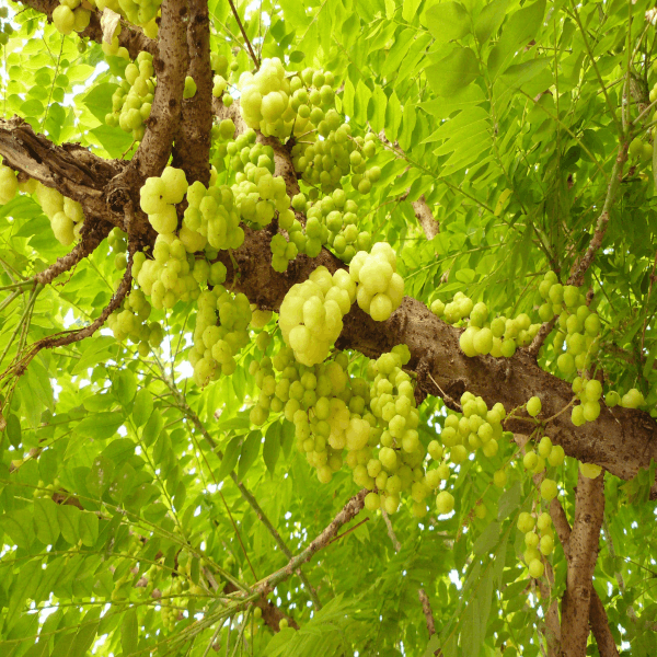 Hybrid Star Gooseberry Plant | Tangy Juicy Fruit | Premium High-Yield Variety — photo 2