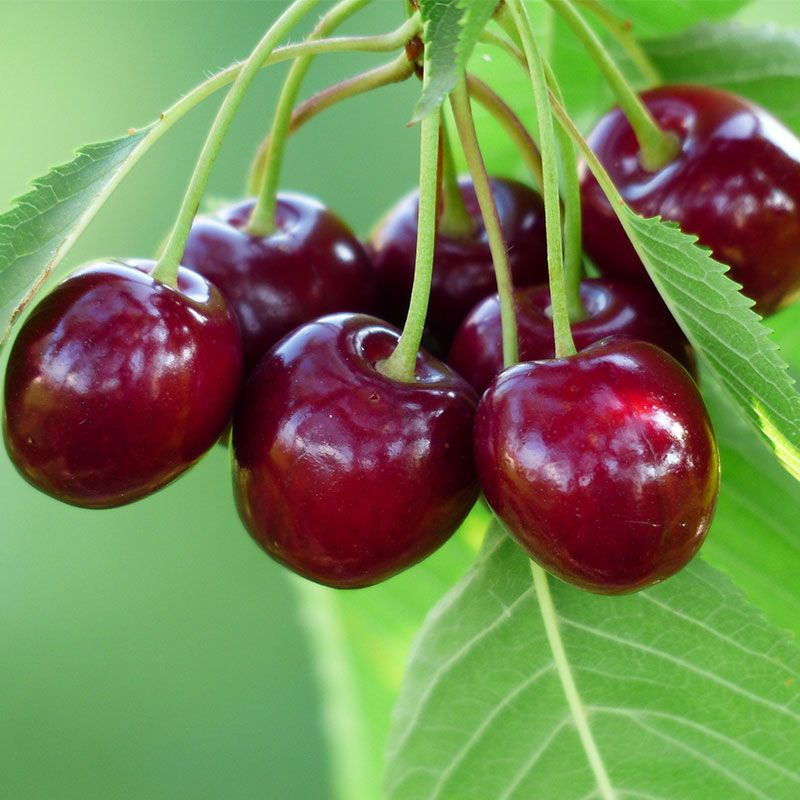 Japanese Sweet Cherry Plant | Juicy Red Cherry | Premium Early-Fruiting Variety