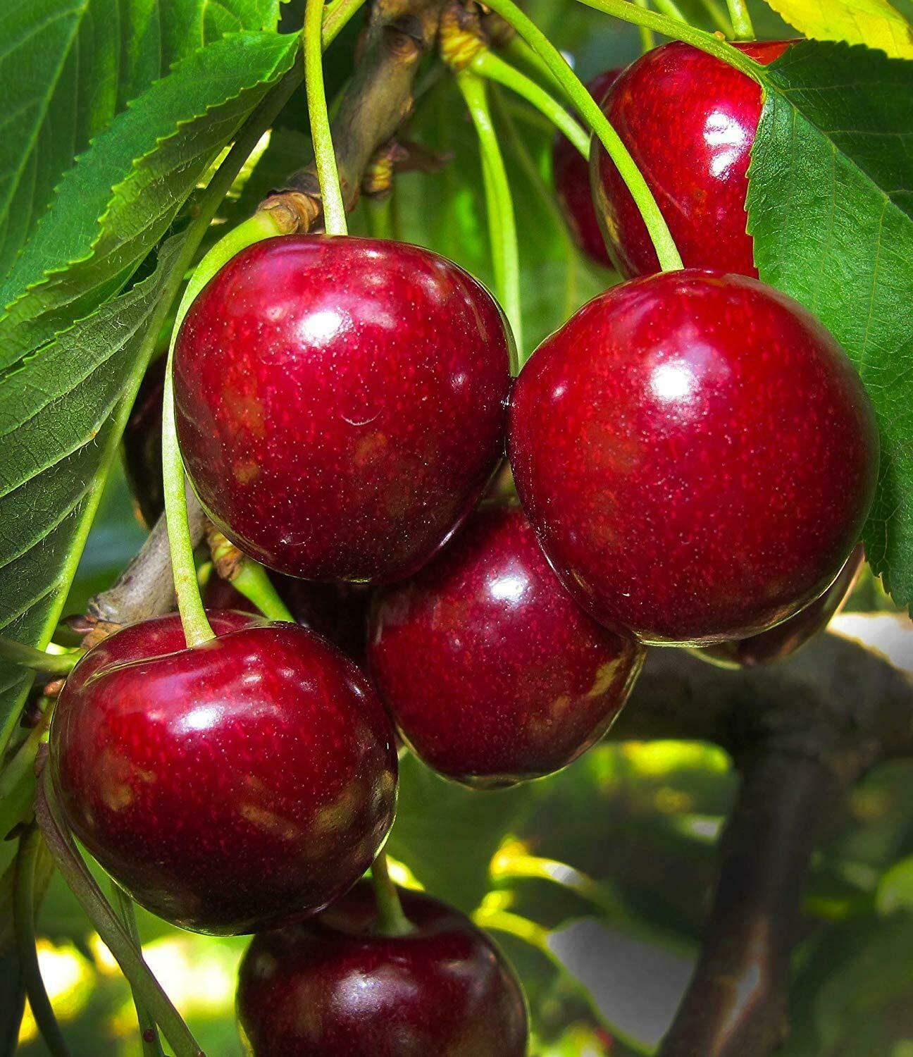 Japanese Sweet Cherry Plant | Juicy Red Cherry | Premium Early-Fruiting Variety — photo 2