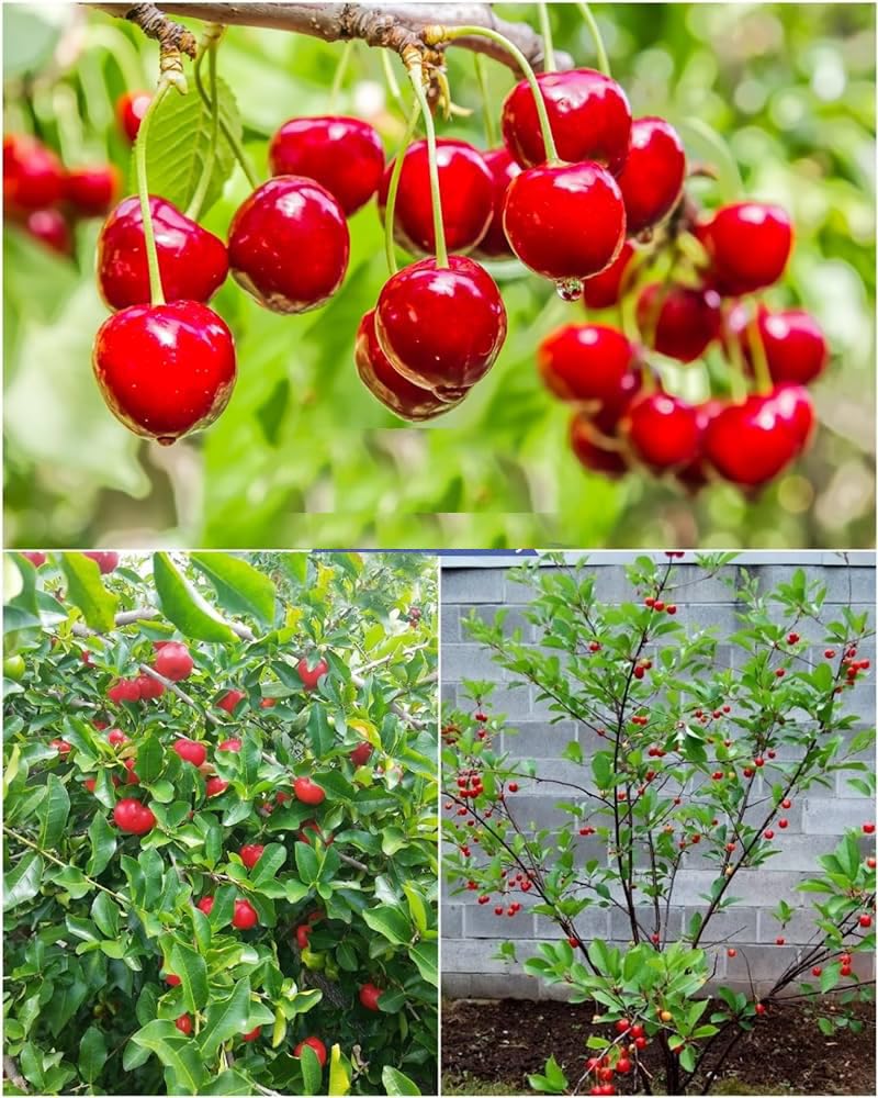 Japanese Sweet Cherry Plant | Juicy Red Cherry | Premium Early-Fruiting Variety — photo 3