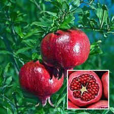 Kazake Pomegranate Plant | Sweet Red Anaar | Premium Heavy-Fruiting Variety