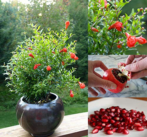 Kazake Pomegranate Plant | Sweet Red Anaar | Premium Heavy-Fruiting Variety — photo 2
