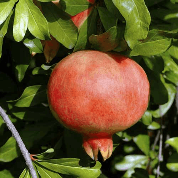 Kazake Pomegranate Plant | Sweet Red Anaar | Premium Heavy-Fruiting Variety — photo 3