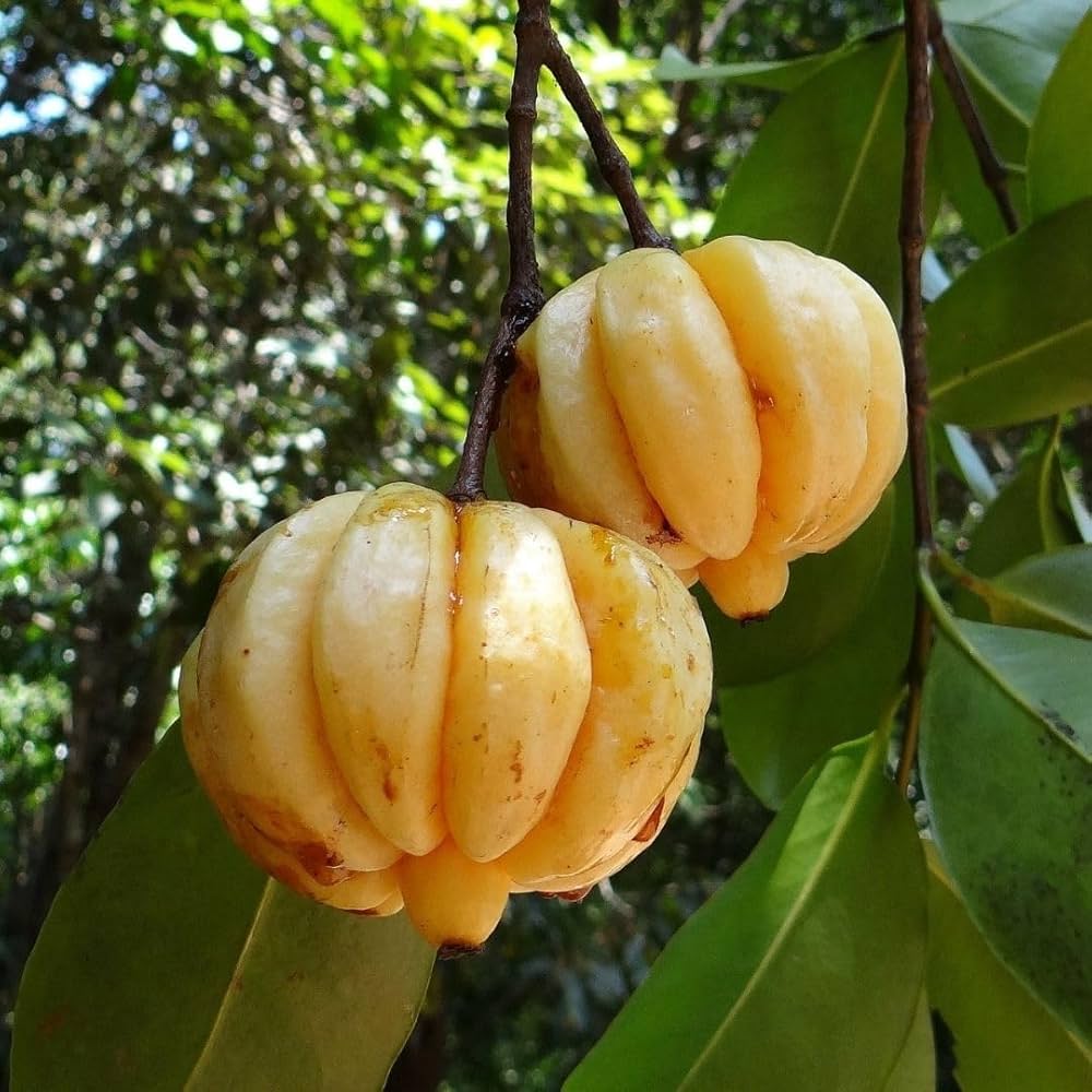 Kudampuli Fruit Plant | Malabar Tamarind | Premium Medicinal Variety