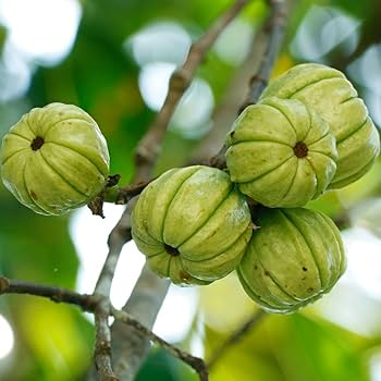 Kudampuli Fruit Plant | Malabar Tamarind | Premium Medicinal Variety — photo 2